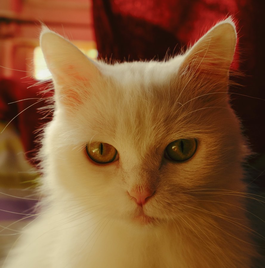 Fuji 160C film emulation preview
