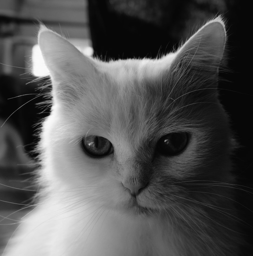 Fuji Neopan 1600 film emulation preview
