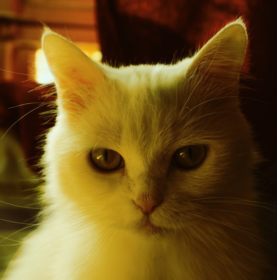 Kodak Elite 100 X-Pro film emulation preview