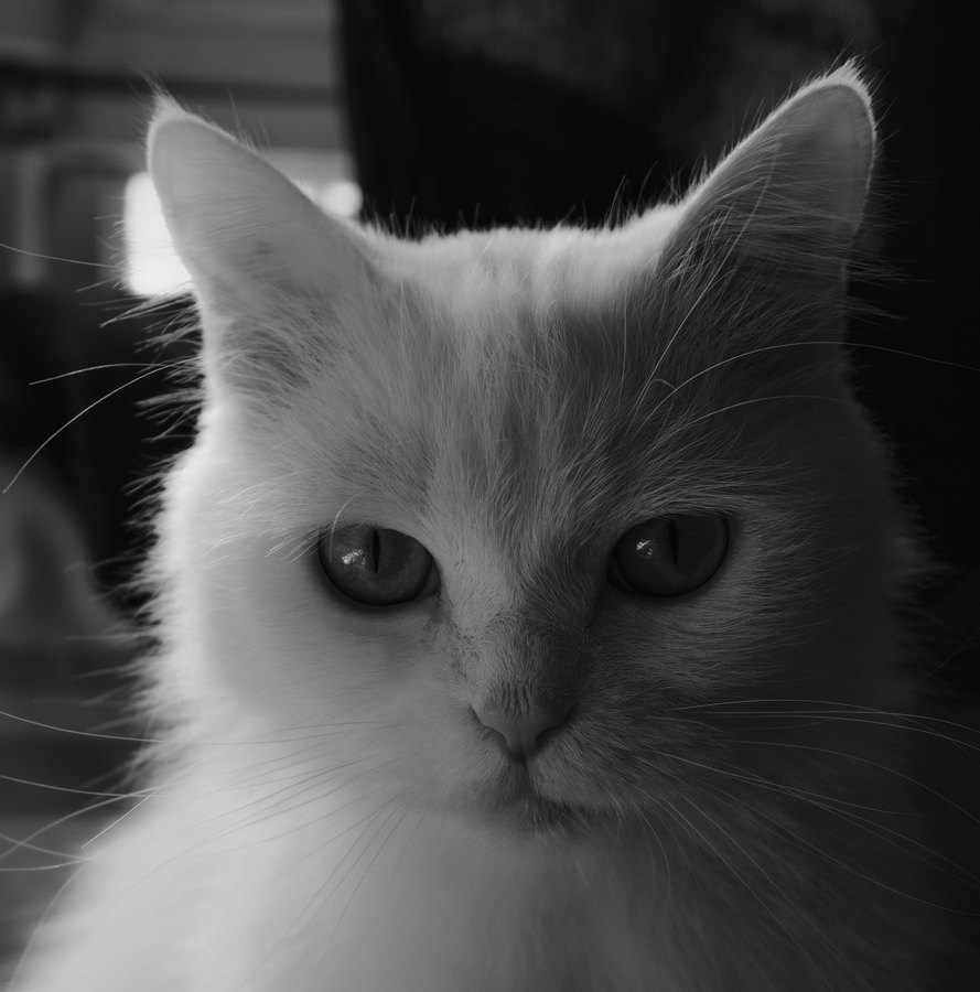 Kodak T-Max 100 film emulation preview
