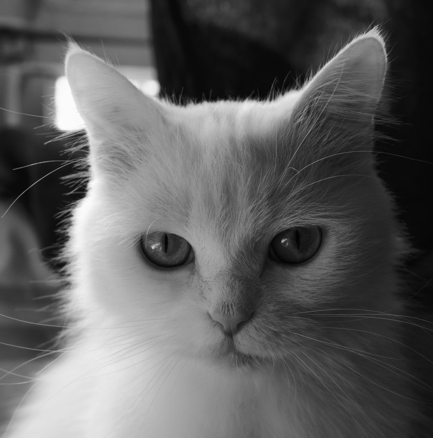 Kodak Tri-X 400 film emulation preview
